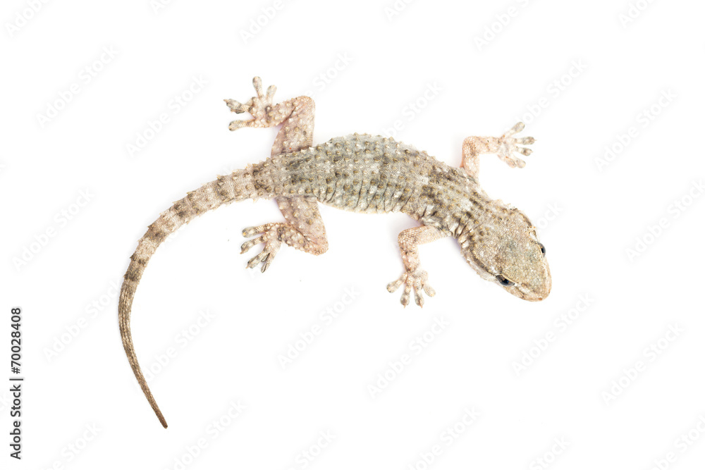 Obraz premium common gecko