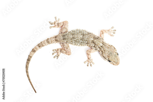 common gecko