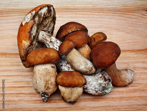 Mushrooms boletus and leccinum