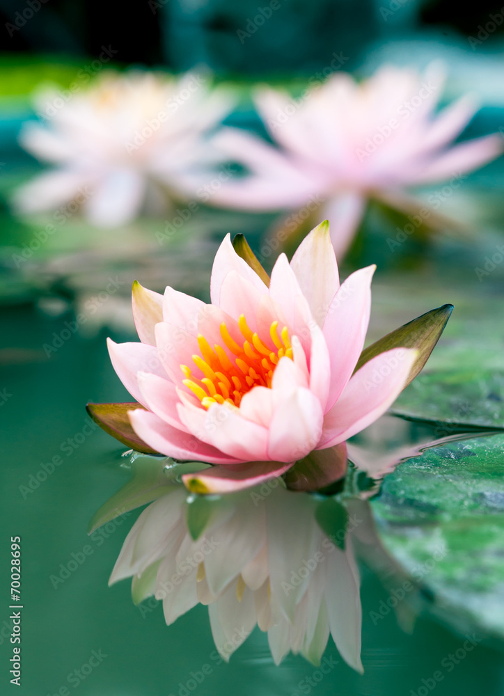 beautiful pink waterlily or lotus flower in pond beautiful pink waterlily or lotus flower in pond