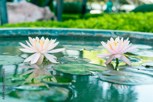 two beautiful pink waterlily or lotus flower in pond
