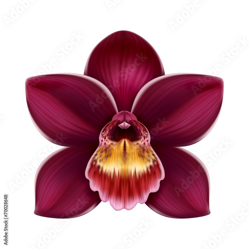 abstract tropical orchid flower illustration isolated on white