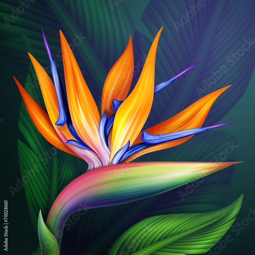 Fototapeta Naklejka Na Ścianę i Meble -  strelitzia bird of paradise flower botanical illustration