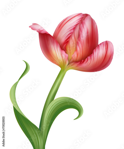 Fototapeta Naklejka Na Ścianę i Meble -  pink tulip flower illustration isolated on white background