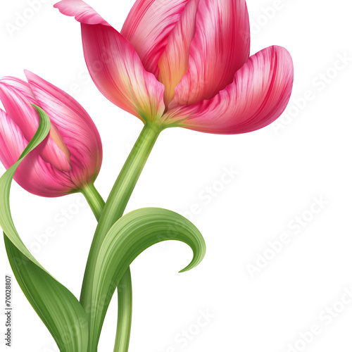 Fototapeta Naklejka Na Ścianę i Meble -  two pink tulips floral background design