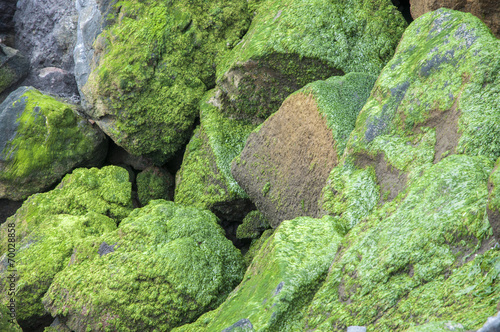 stones with moss