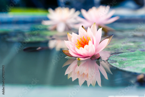 beautiful pink waterlily or lotus flower in pond