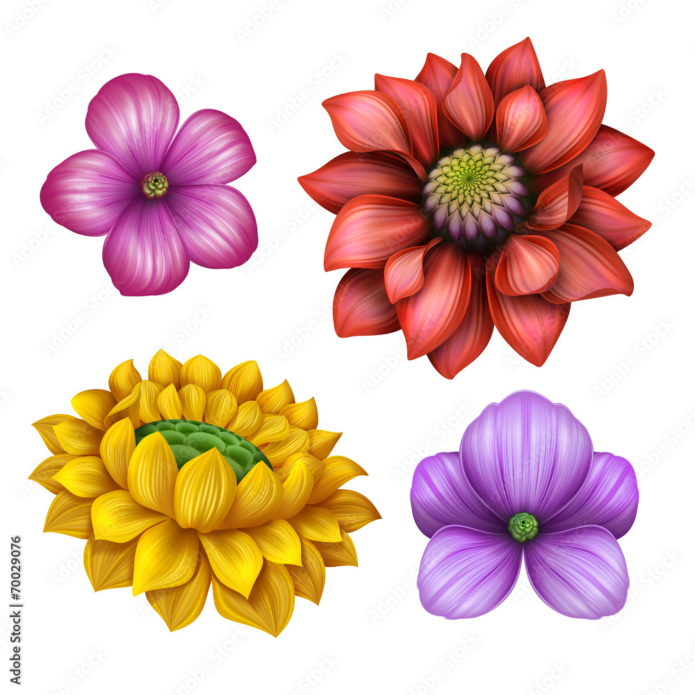 flower illustration, floral clip-art isolated on white Stock ...
