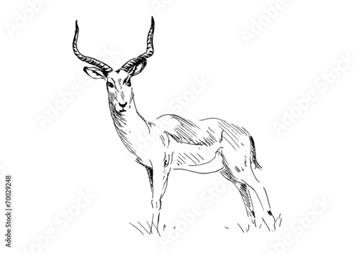 Hand drawing antelope. Vector illustration