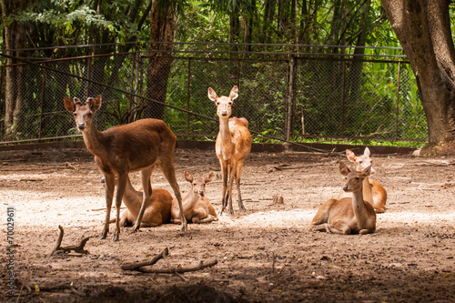 Deer in the zoo in thailand.