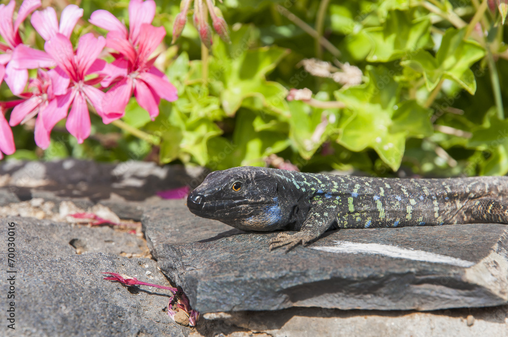 Obraz premium Canarian lizard basking