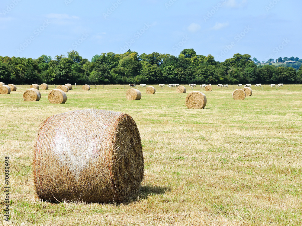 harvested plantation with haystack rolls