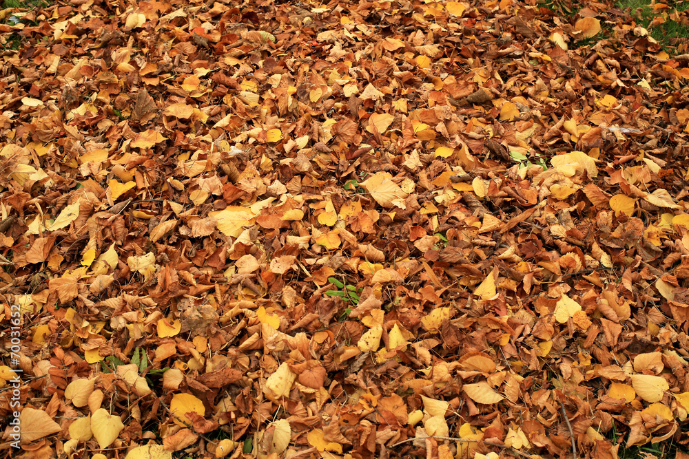 Autumn, fallen leaves in the Park, autumn background