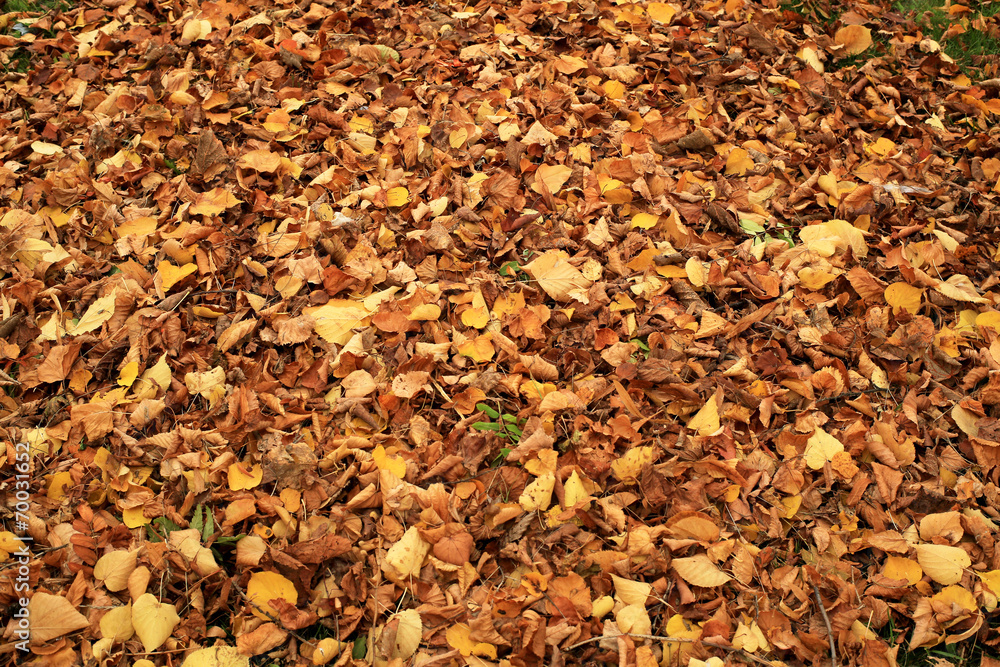 Autumn, fallen leaves in the Park, autumn background Autumn, fallen leaves in the Park, autumn background
