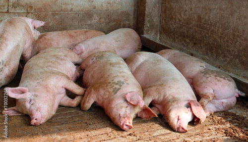 huge pigs in the sty of the farm