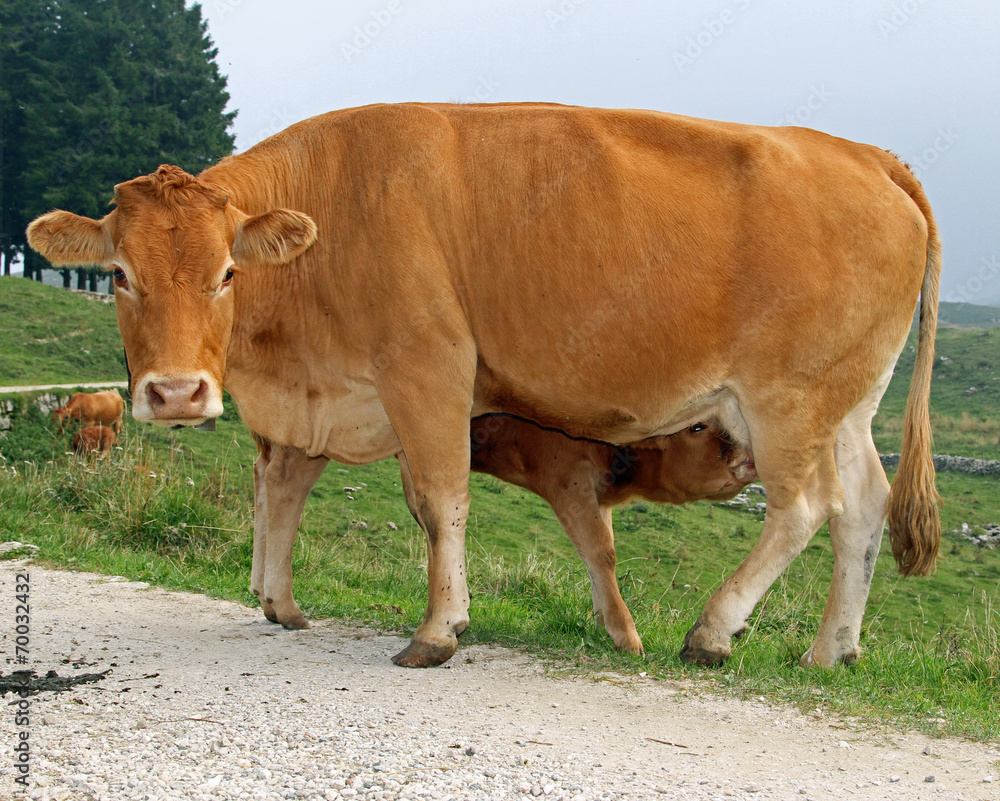 calf while drinking the milk from the udder of the cow calf while drinking the milk from the udder of the cow