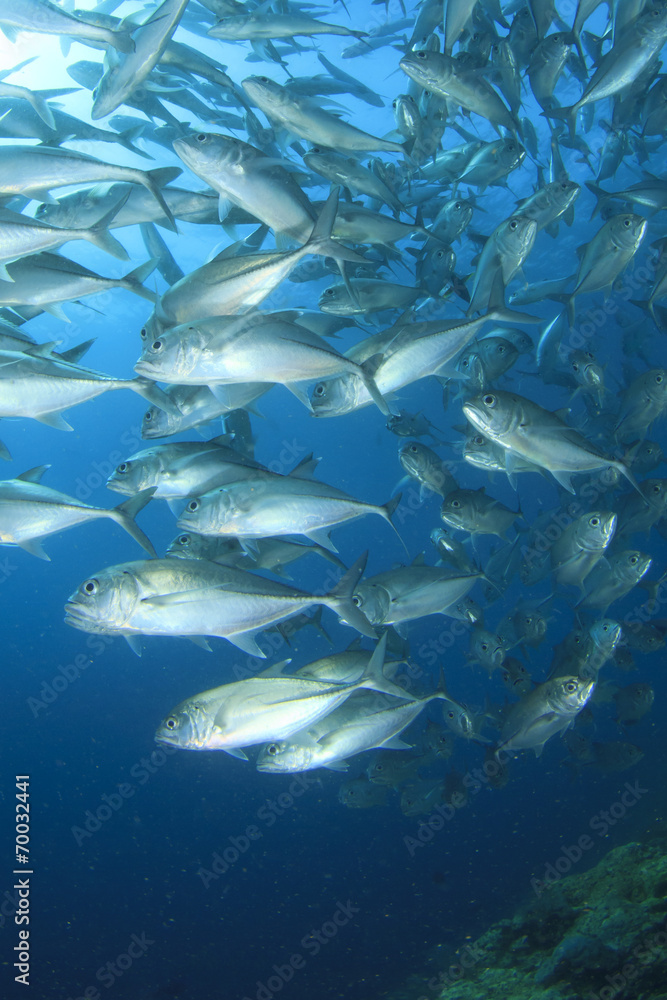 Obraz premium Trevally fish