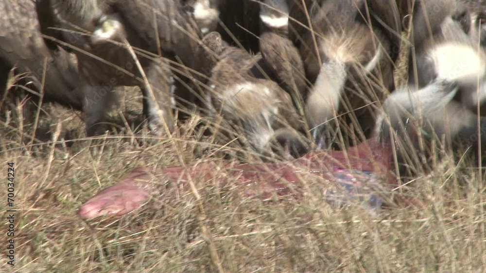 vultures descend on a dead zebras baby vultures descend on a dead zebras baby