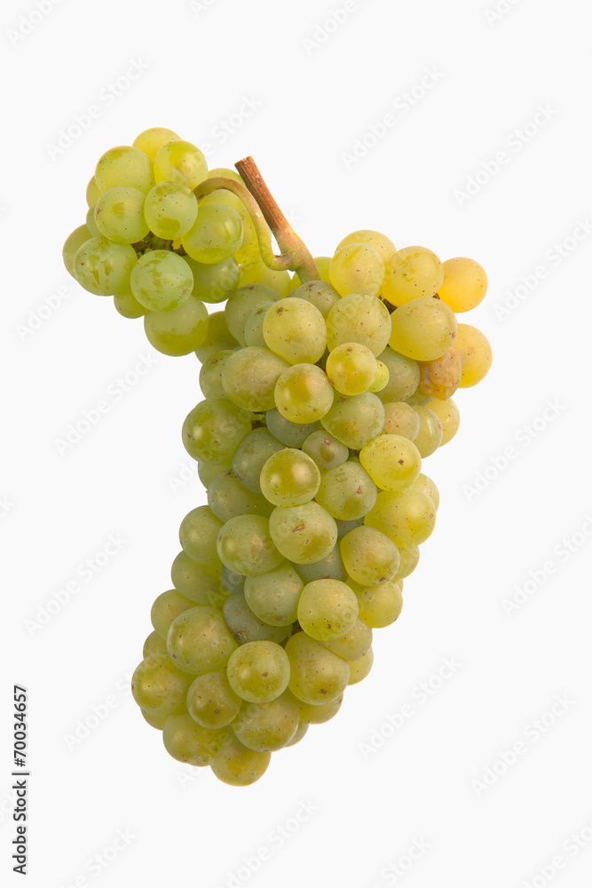 Fresh green grapes Isolated on white-Sauvignon Fresh green grapes Isolated on white-Sauvignon