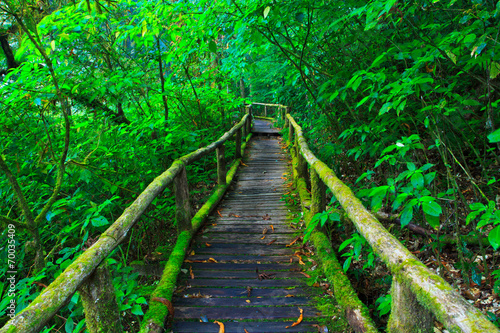 Wooden path in tropical rain forest photo