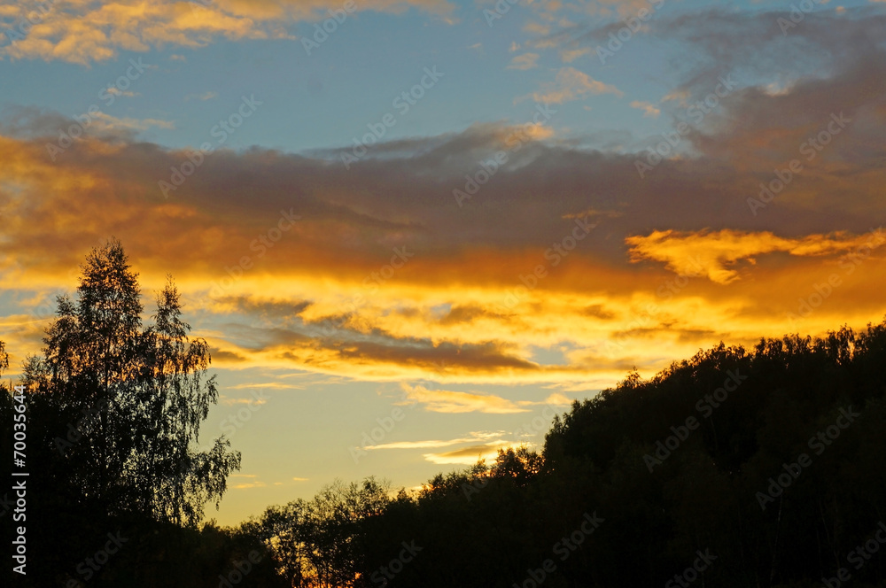 Black silhouettes of trees on a background of a bright sunset sk Black silhouettes of trees on a background of a bright sunset sk