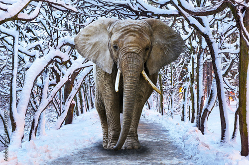 Elephant walking in snowy park scenery