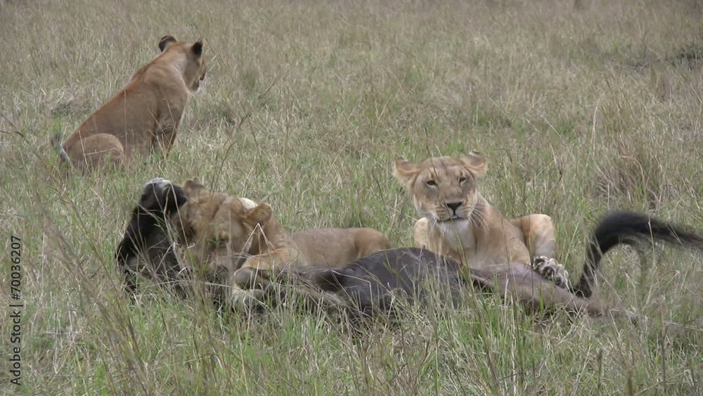 wildebeest tries to free himself from the grip of a lion wildebeest tries to free himself from the grip of a lion