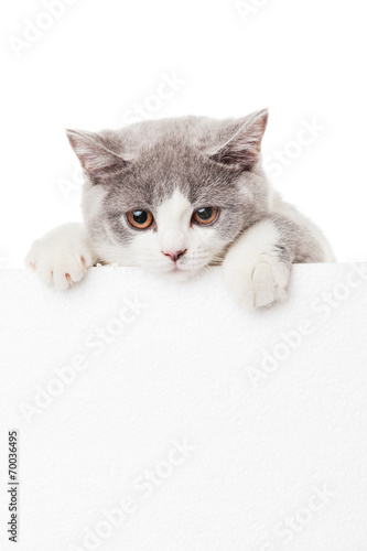 Cute kitten with blank billboard. Lovely British Shorthair kitt