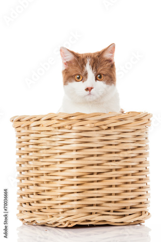 British kitten  in  box.  cute kitten on white background © EwaStudio