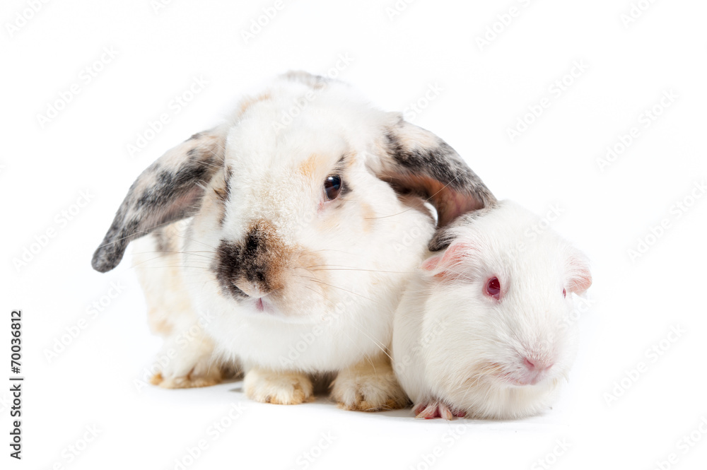 Obraz rabbit and rat family couple