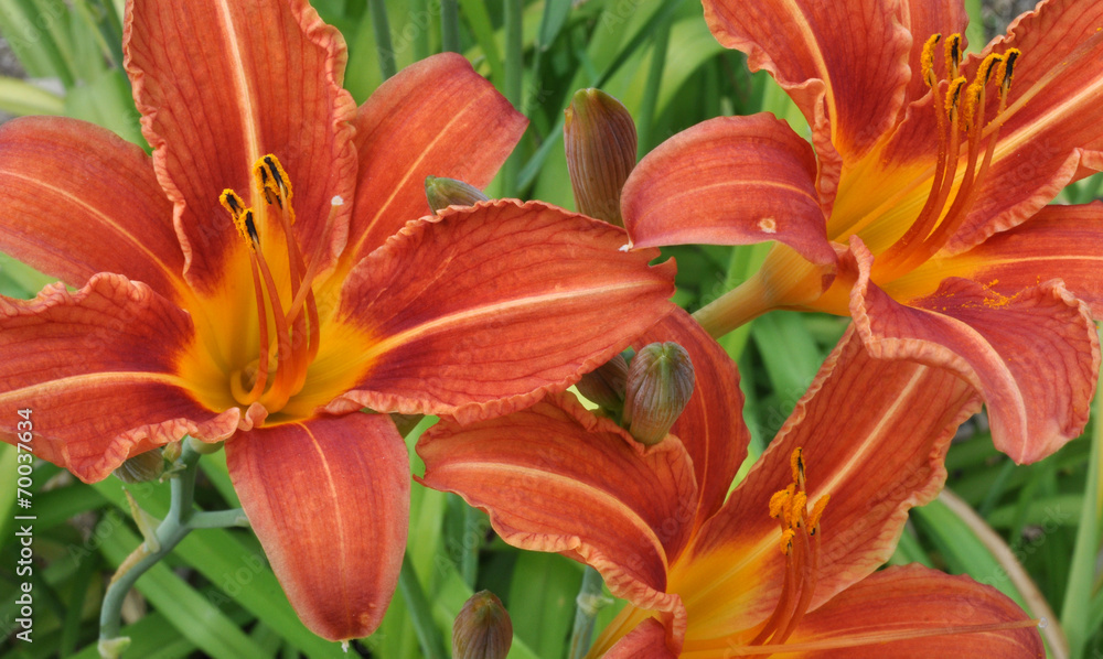 Closeup view of a blooming lily