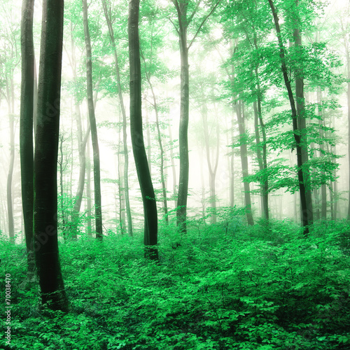 Fototapeta Naklejka Na Ścianę i Meble -  Fantasy green forest