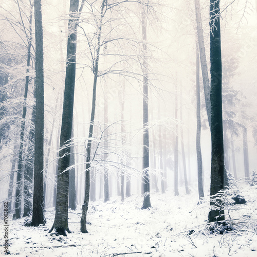 Snowy forest scene