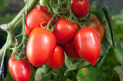 Tomato on plants