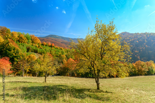 Fototapeta Naklejka Na Ścianę i Meble -  Autumn landscape