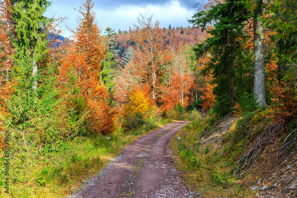 Autumn forest