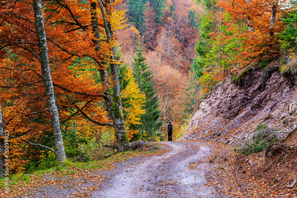 Autumn forest