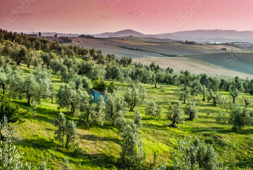 Paesaggio toscano di campagna  colline con ulivi  toscana