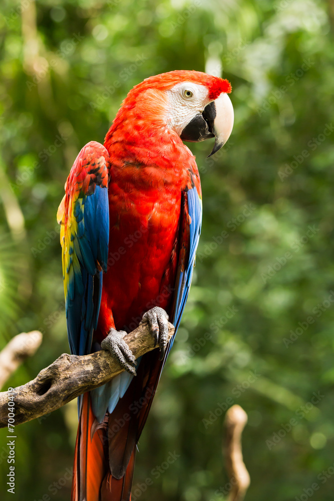 Portrait of ..Portrait of Scarlet Macaw parrot
