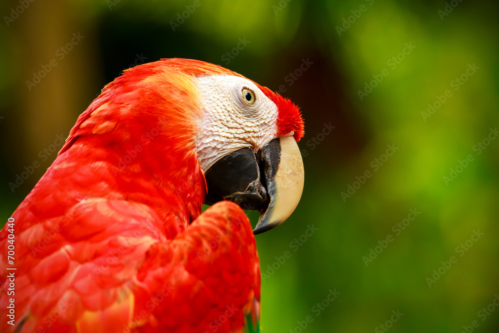 Portrait of colorful Scarlet Macaw parrot