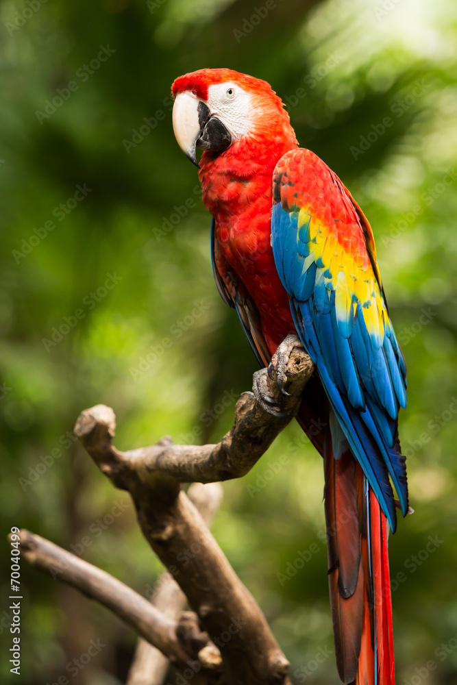 Portrait of ..Portrait of Scarlet Macaw parrot