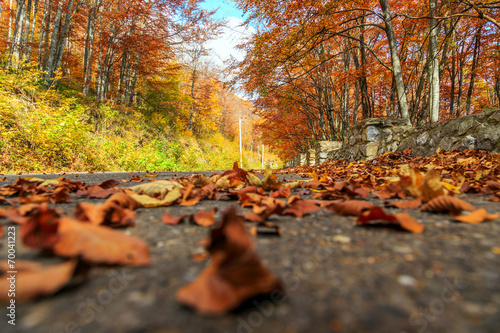 road in autumn beech landscape