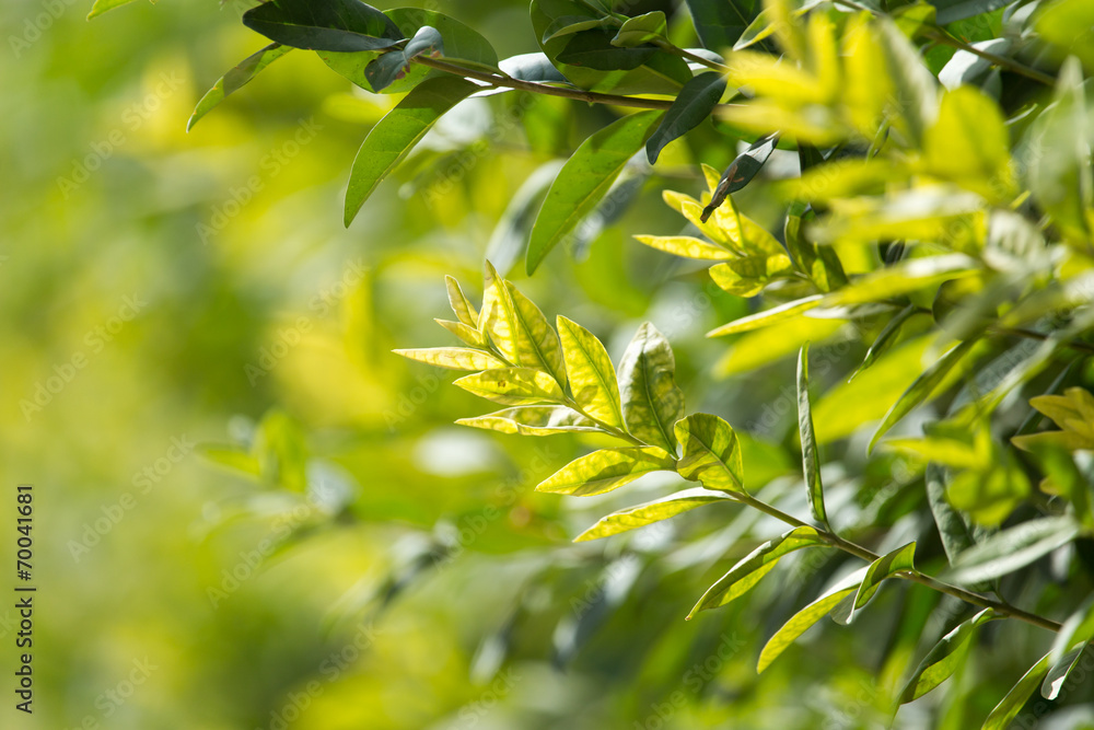 beautiful branch with leaves in nature beautiful branch with leaves in nature