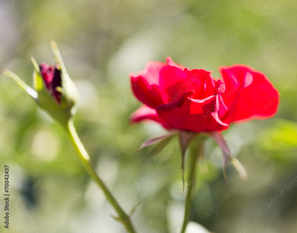 rose in nature