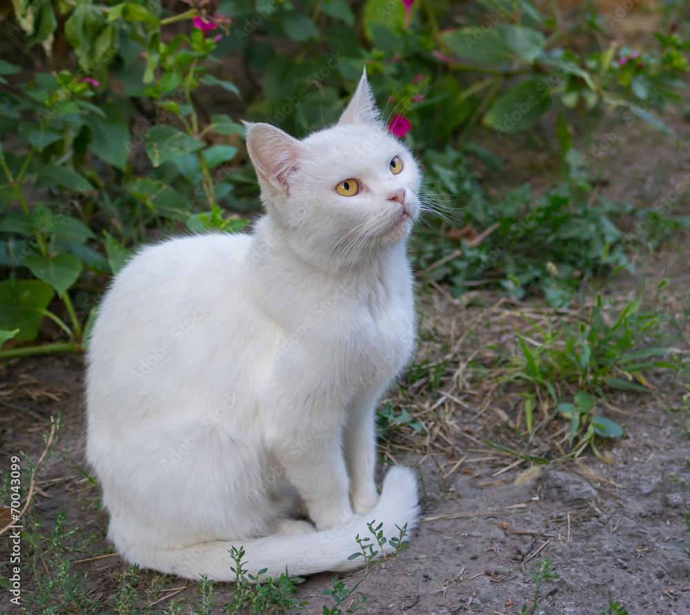 Portrait of guarded white cat