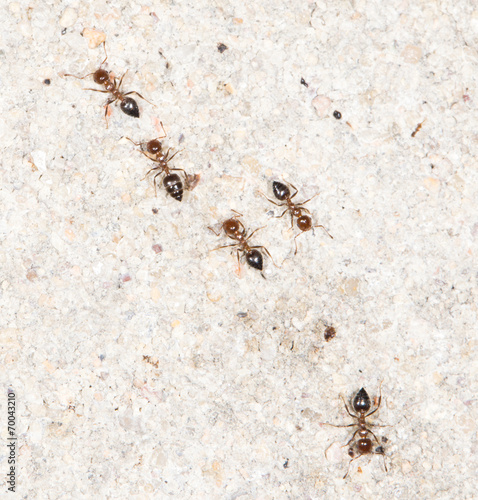 ants on the wall. close-up © schankz