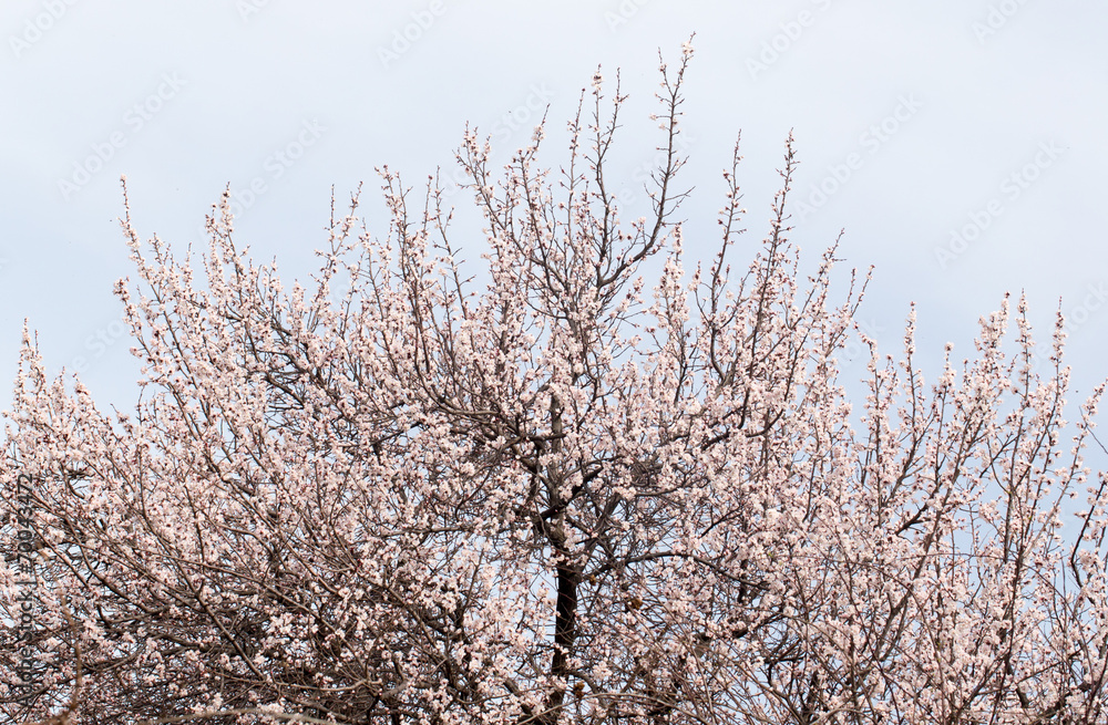 flowers on a tree in spring