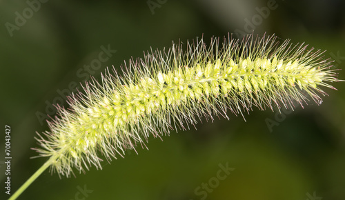 Spike grass. close-up