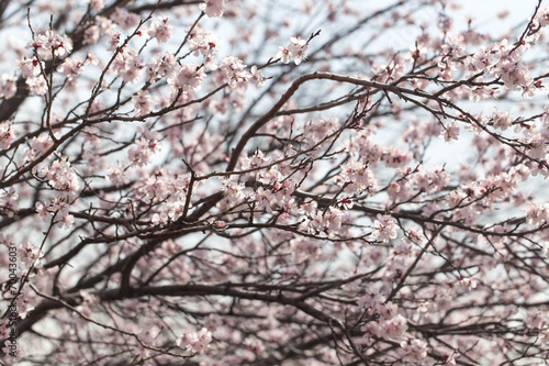 flowers on a tree in spring