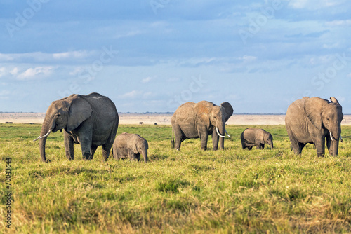 Land of elephants © gator